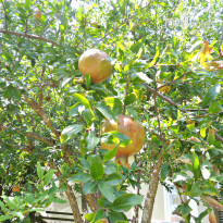 фото из отзыва ID 1619446