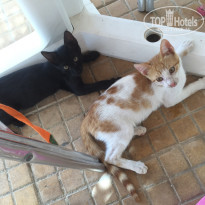 фото из отзыва ID 1620039