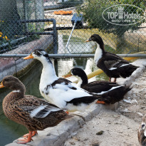 фото из отзыва ID 1621036