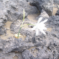 фото из отзыва ID 1622012