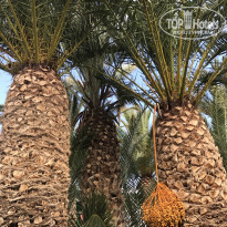 фото из отзыва ID 1623793