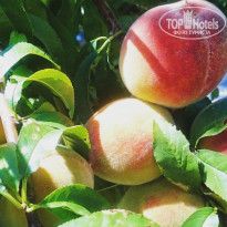 фото из отзыва ID 1625445