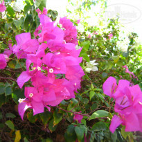 фото из отзыва ID 1625496