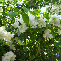 фото из отзыва ID 1625496