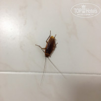 фото из отзыва ID 1625813