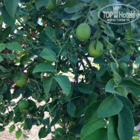 фото из отзыва ID 1625862