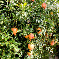 фото из отзыва ID 1626010