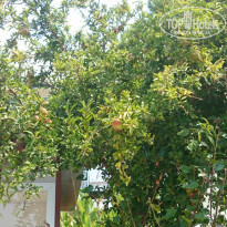 фото из отзыва ID 1622010