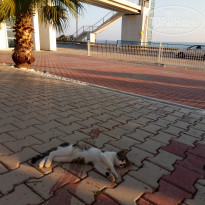 фото из отзыва ID 1622010