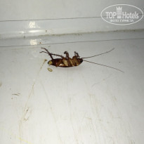 фото из отзыва ID 1626606