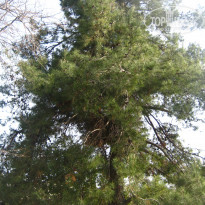 фото из отзыва ID 1625462