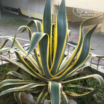 фото из отзыва ID 1625462