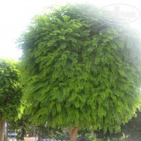 фото из отзыва ID 1625482