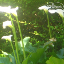 фото из отзыва ID 1625482