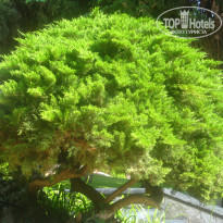 фото из отзыва ID 1625482