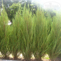 фото из отзыва ID 1625482