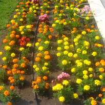 фото из отзыва ID 1625482