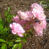 фото из отзыва ID 1625482