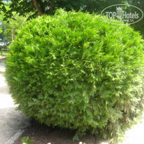 фото из отзыва ID 1625482