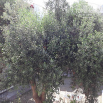 фото из отзыва ID 1626798