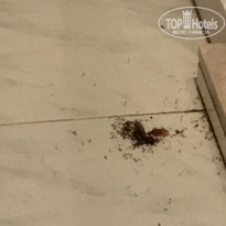 фото из отзыва ID 1628152