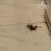 фото из отзыва ID 1628152