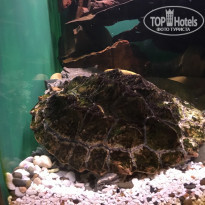 фото из отзыва ID 1630234