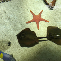 фото из отзыва ID 1630234