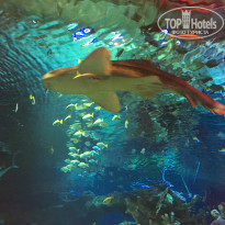 фото из отзыва ID 1630234