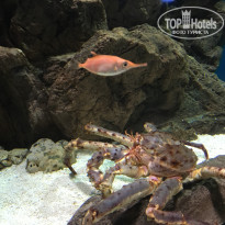 фото из отзыва ID 1630234