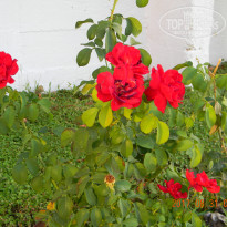 фото из отзыва ID 1631947