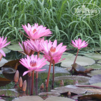 фото из отзыва ID 1632322