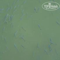 фото из отзыва ID 1632551