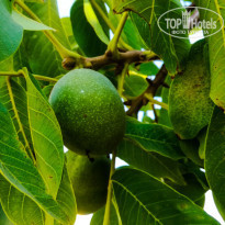 фото из отзыва ID 1633337