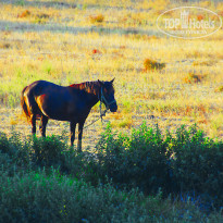 фото из отзыва ID 1633337