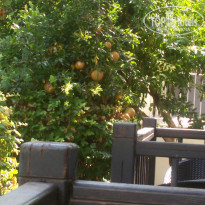 фото из отзыва ID 1634613