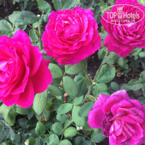 фото из отзыва ID 1635353