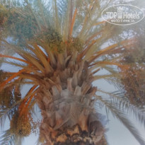 фото из отзыва ID 1635411