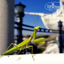 фото из отзыва ID 1636959