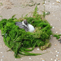 фото из отзыва ID 1636959