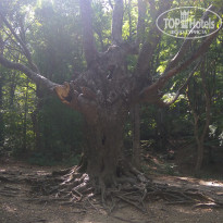 фото из отзыва ID 1637455