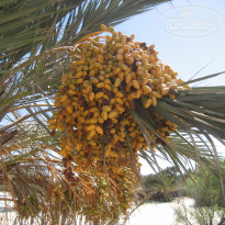 фото из отзыва ID 1637876