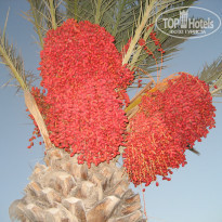 фото из отзыва ID 1637876