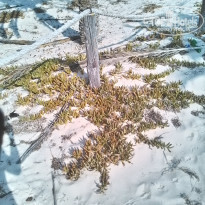 фото из отзыва ID 1637876