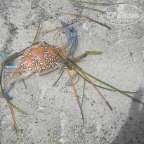 фото из отзыва ID 1637876