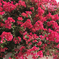 фото из отзыва ID 1637895