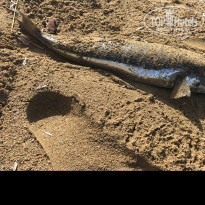 фото из отзыва ID 1637895