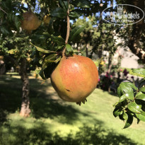 фото из отзыва ID 1638183