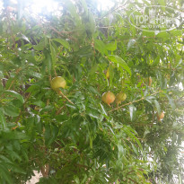 фото из отзыва ID 1638185