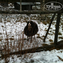 фото из отзыва ID 1636481